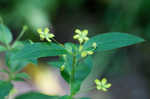 Fringed loosestrife